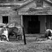 Cattle_and_Abandoned_House_2_along_FM_16_near_Winona,_Texas_1972